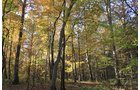 tract 1 - REAL ESTATE AUCTION, 163+/- Acres offered in 8 Tracts